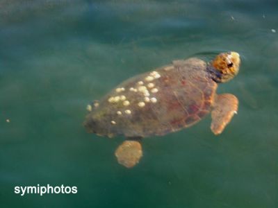 Κάντε κλικ για να δείτε την εικόνα σε πλήρες μέγεθος