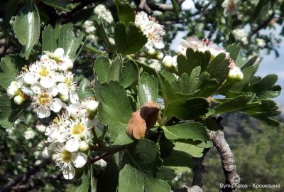 Κάντε κλικ για να δείτε την εικόνα σε πλήρες μέγεθος