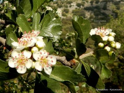 Κάντε κλικ για να δείτε την εικόνα σε πλήρες μέγεθος