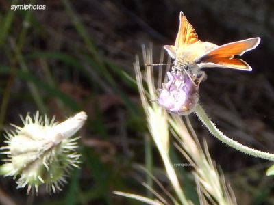 Κάντε κλικ για να δείτε την εικόνα σε πλήρες μέγεθος