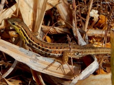 Κάντε κλικ για να δείτε την εικόνα σε πλήρες μέγεθος