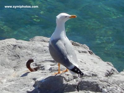 Κάντε κλικ για να δείτε την εικόνα σε πλήρες μέγεθος