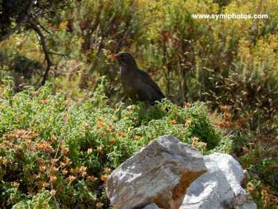 Κάντε κλικ για να δείτε την εικόνα σε πλήρες μέγεθος