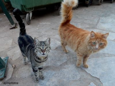 Κάντε κλικ για να δείτε την εικόνα σε πλήρες μέγεθος