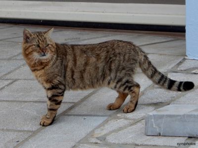 Tam boy resmi görebilmek için tıklayın