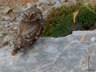 Κάντε κλικ για να δείτε την εικόνα σε πλήρες μέγεθος