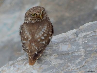 Κάντε κλικ για να δείτε την εικόνα σε πλήρες μέγεθος