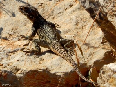 Κάντε κλικ για να δείτε την εικόνα σε πλήρες μέγεθος