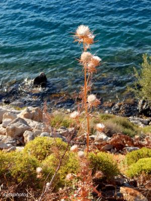 Κάντε κλικ για να δείτε την εικόνα σε πλήρες μέγεθος