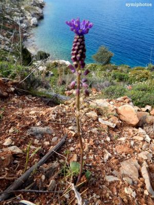 Κάντε κλικ για να δείτε την εικόνα σε πλήρες μέγεθος