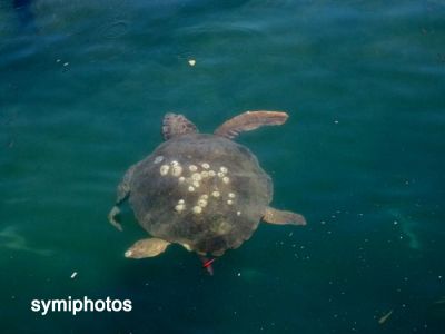 Κάντε κλικ για να δείτε την εικόνα σε πλήρες μέγεθος