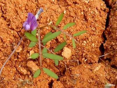 Tam boy resmi görebilmek için tıklayın