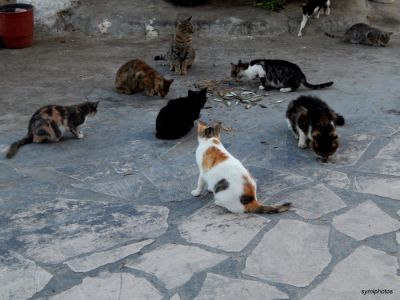 Tam boy resmi görebilmek için tıklayın