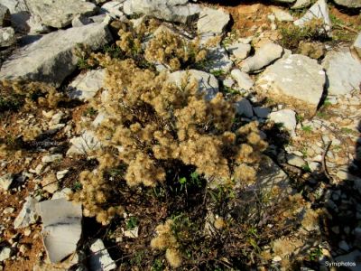 Κάντε κλικ για να δείτε την εικόνα σε πλήρες μέγεθος