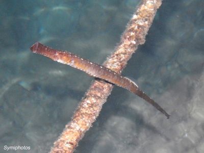 Κάντε κλικ για να δείτε την εικόνα σε πλήρες μέγεθος