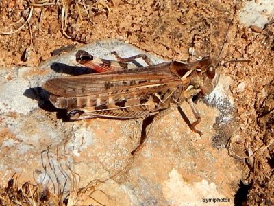 Κάντε κλικ για να δείτε την εικόνα σε πλήρες μέγεθος