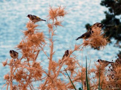 Κάντε κλικ για να δείτε την εικόνα σε πλήρες μέγεθος