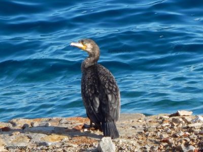 Κάντε κλικ για να δείτε την εικόνα σε πλήρες μέγεθος