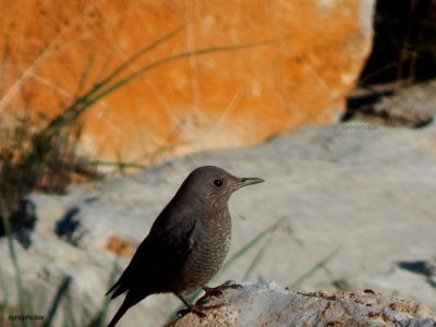 Κάντε κλικ για να δείτε την εικόνα σε πλήρες μέγεθος