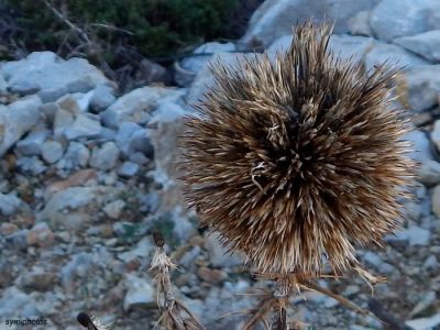 Κάντε κλικ για να δείτε την εικόνα σε πλήρες μέγεθος