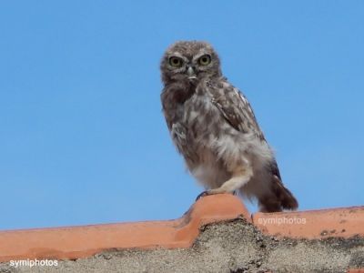 Tam boy resmi görebilmek için tıklayın