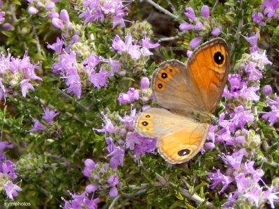 Κάντε κλικ για να δείτε την εικόνα σε πλήρες μέγεθος