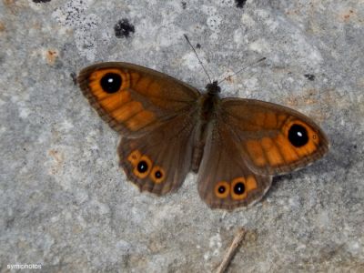 Κάντε κλικ για να δείτε την εικόνα σε πλήρες μέγεθος