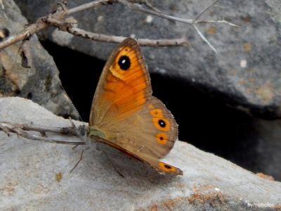 Κάντε κλικ για να δείτε την εικόνα σε πλήρες μέγεθος