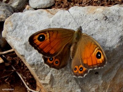 Κάντε κλικ για να δείτε την εικόνα σε πλήρες μέγεθος