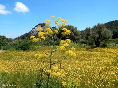 Κάντε κλικ για να δείτε την εικόνα σε πλήρες μέγεθος