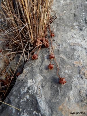 Κάντε κλικ για να δείτε την εικόνα σε πλήρες μέγεθος