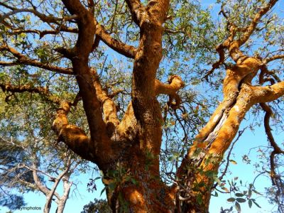 Κάντε κλικ για να δείτε την εικόνα σε πλήρες μέγεθος