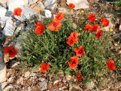 Κάντε κλικ για να δείτε την εικόνα σε πλήρες μέγεθος