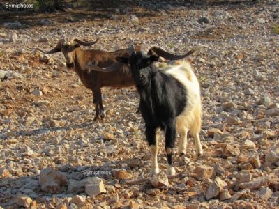 Tam boy resmi görebilmek için tıklayın