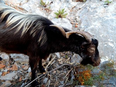 Κάντε κλικ για να δείτε την εικόνα σε πλήρες μέγεθος