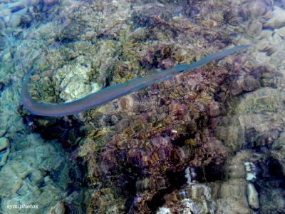 Κάντε κλικ για να δείτε την εικόνα σε πλήρες μέγεθος