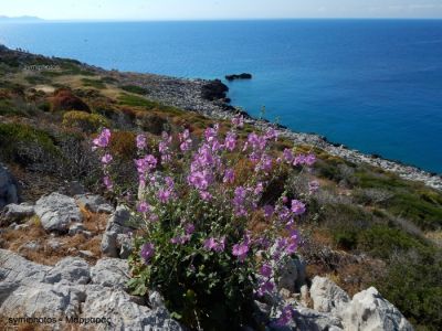 Κάντε κλικ για να δείτε την εικόνα σε πλήρες μέγεθος