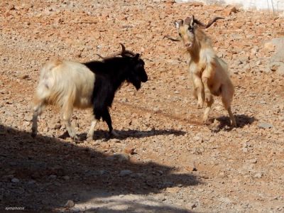 Κάντε κλικ για να δείτε την εικόνα σε πλήρες μέγεθος