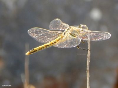 Κάντε κλικ για να δείτε την εικόνα σε πλήρες μέγεθος