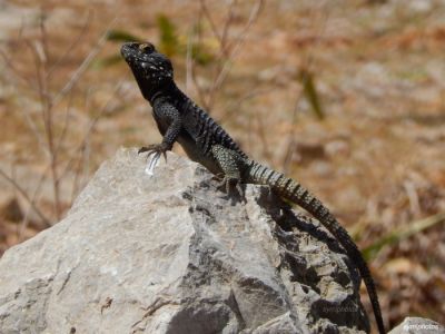 Κάντε κλικ για να δείτε την εικόνα σε πλήρες μέγεθος