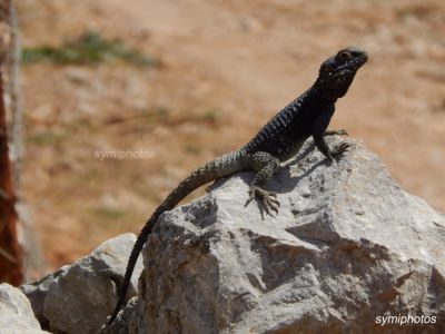 Κάντε κλικ για να δείτε την εικόνα σε πλήρες μέγεθος