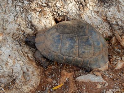 Κάντε κλικ για να δείτε την εικόνα σε πλήρες μέγεθος