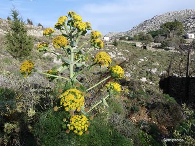 Κάντε κλικ για να δείτε την εικόνα σε πλήρες μέγεθος