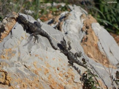 Κάντε κλικ για να δείτε την εικόνα σε πλήρες μέγεθος