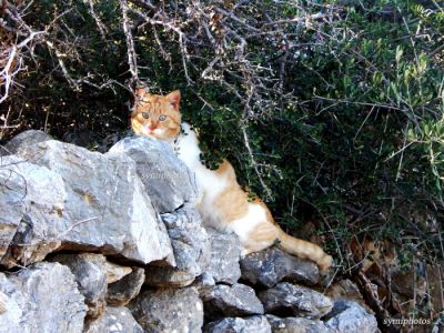 Κάντε κλικ για να δείτε την εικόνα σε πλήρες μέγεθος