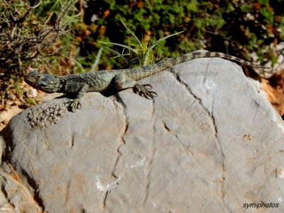 Κάντε κλικ για να δείτε την εικόνα σε πλήρες μέγεθος