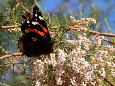 Κάντε κλικ για να δείτε την εικόνα σε πλήρες μέγεθος