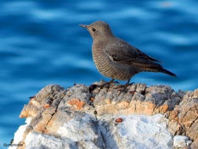 Κάντε κλικ για να δείτε την εικόνα σε πλήρες μέγεθος