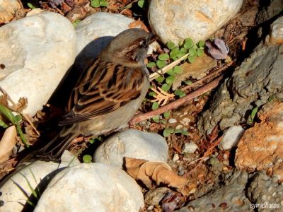 Κάντε κλικ για να δείτε την εικόνα σε πλήρες μέγεθος