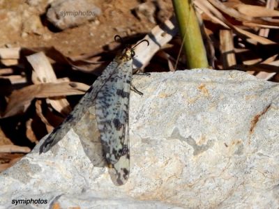 Κάντε κλικ για να δείτε την εικόνα σε πλήρες μέγεθος